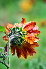 Image showing Red sunflower