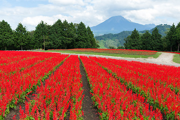 Image showing Salvia field and mount Daisen