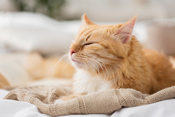 Image showing red cat sleeping on blanket at home in winter