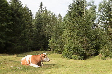 Image showing Cow grazing on alpine meadow, Slovenia.