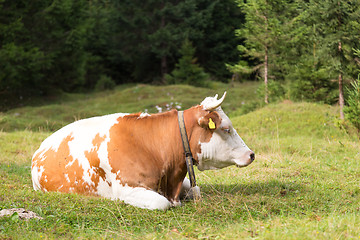 Image showing Cow grazing on alpine meadow, Slovenia.