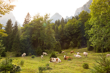 Image showing Cows grazing on alpine meadow, Slovenia.