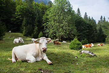 Image showing Cows grazing on alpine meadow, Slovenia.