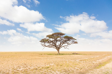 Image showing Solitary acacia tree in African savana plain in Kenya.