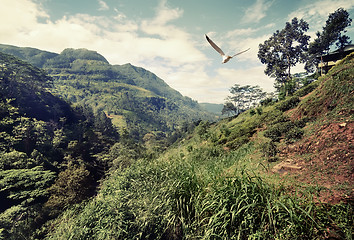 Image showing Bird over mountains