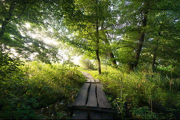 Image showing Old bridge in forest