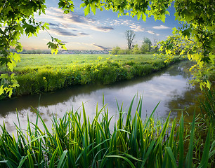 Image showing Maple tree and reeds on river