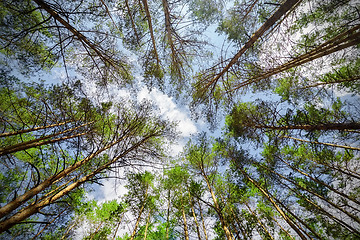 Image showing Trees and sky from below