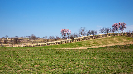 Image showing Spring landscape on a sunny day