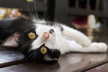 Image showing Black-and-white kitten