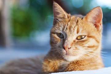 Image showing Portrait of ginger cat