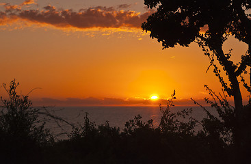 Image showing Sunset landscape with an ocean and plant silhouettes