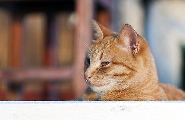 Image showing Portrait of ginger cat