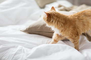 Image showing red tabby cat at home in bed