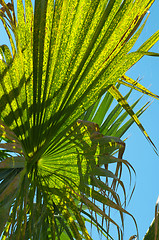 Image showing Closeup palm leaf