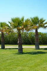 Image showing Palm park in Mallorca
