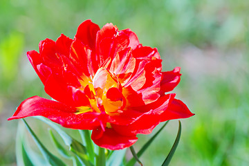 Image showing Beautiful red macro tulip over green background