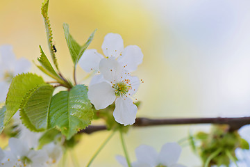 Image showing White apple flowers on the tree.