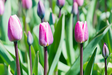 Image showing Beautiful Pink Tulips