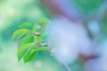 Image showing Macro shot of green leaf