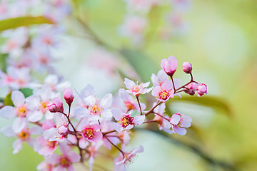 Image showing Pink flowers on the bush. Shallow depth of field.