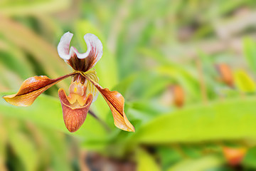 Image showing Orchid flower in garden at summer or spring day