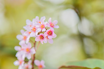 Image showing Pink flowers on the bush. Shallow depth of field.