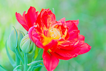 Image showing Beautiful red macro tulip over green background