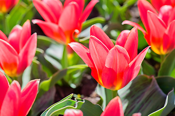 Image showing Beautiful Red Tulips