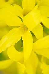 Image showing Macro shot of blooming Forsythia.