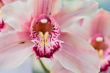 Image showing Orchid flower in garden