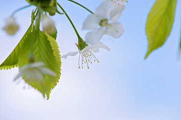 Image showing Blossom of apple tree, macro