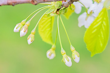 Image showing Blossom and buds of apple tree, macro