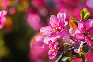 Image showing Pink flowers on the bush. Shallow depth of field.