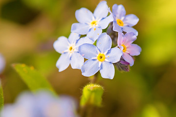 Image showing Macro shot of Myosotis