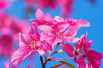 Image showing Pink flowers on the bush. Shallow depth of field.