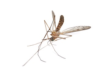 Image showing Mosquito dead on white surface