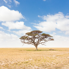 Image showing Solitary acacia tree in African savana plain in Kenya.