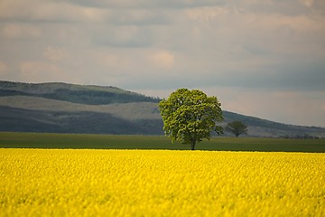 Image showing Rapeseed field landscape