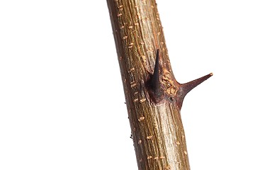 Image showing Thorns of a plant