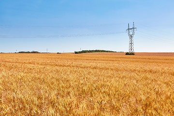 Image showing Wheat field detail