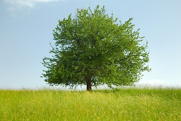 Image showing Tree on a field