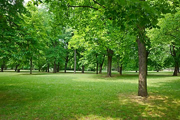 Image showing Green trees in a park