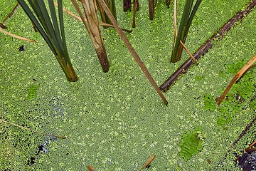 Image showing Water surface with plants