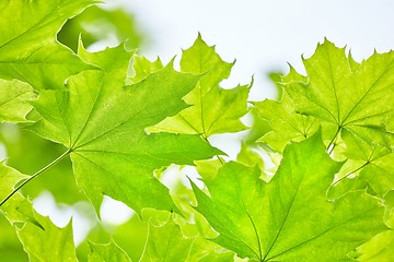 Image showing Green Leaves Background