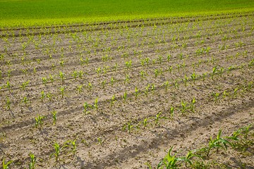 Image showing Agricultural field with plants