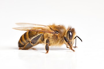 Image showing Bee on white background