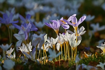 Image showing Flowers in breeze