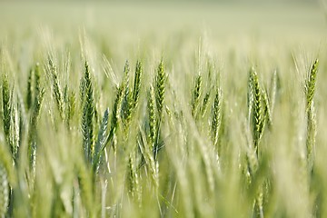 Image showing Wheat field closeup