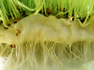 Image showing Watercress - roots